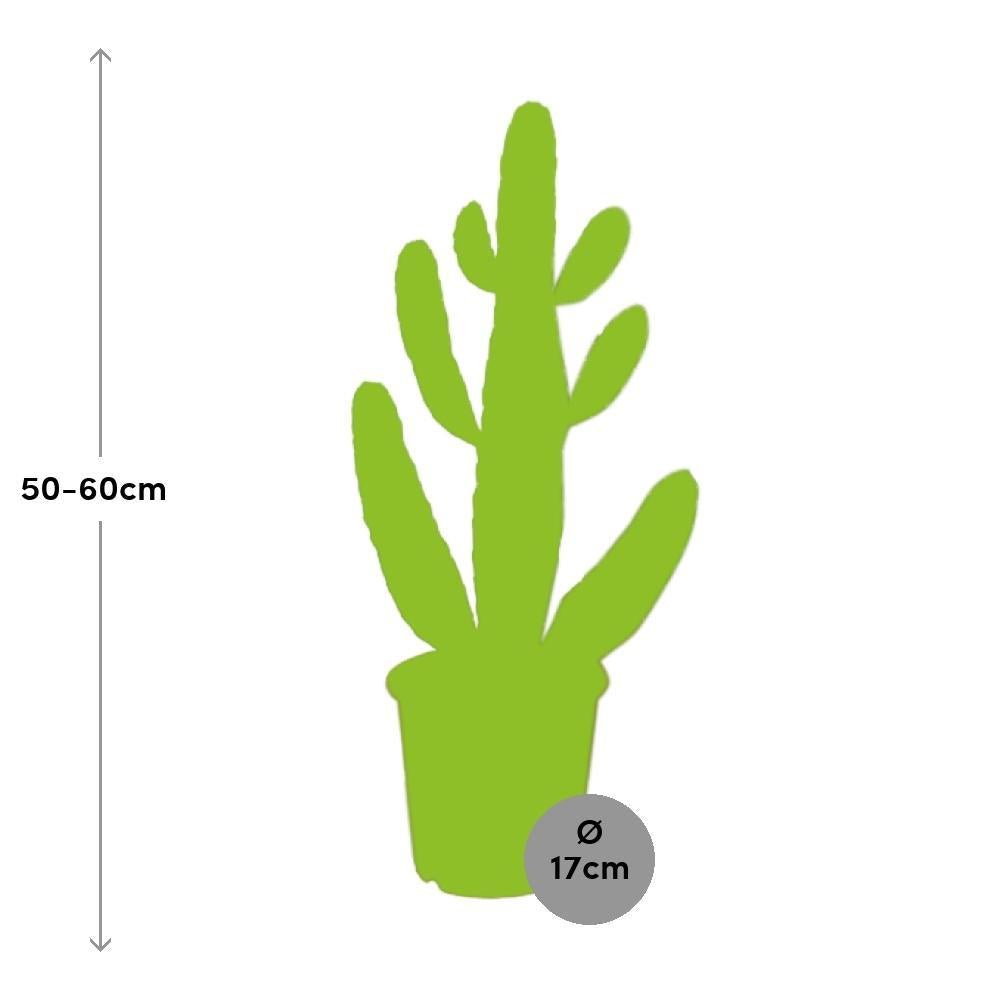 Livraison plante Opuntia Consolea h55cm - cactus d'intérieur