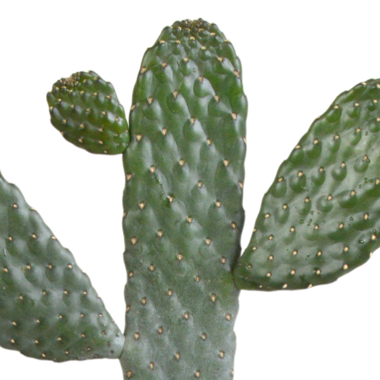 Livraison plante Opuntia consulea - cactus d'intérieur