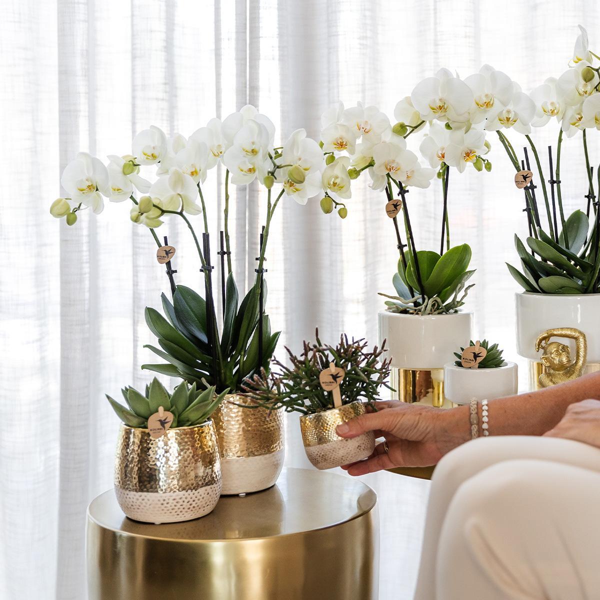 Livraison plante Orchidée Amabilis avec pot décoratif Lush en céramique