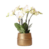 Livraison plante Orchidée Amabilis Blanche et son pot