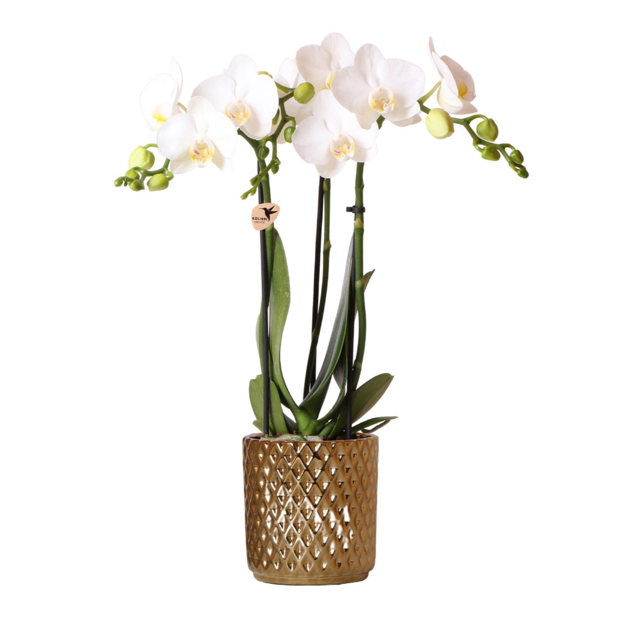 Livraison plante Orchidée Amabilis Blanche et son pot