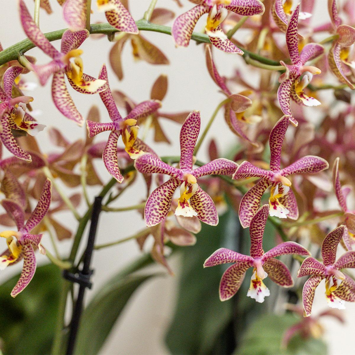 Livraison plante Orchidée Araignée Orange en Pot - Plante d'Intérieur Fleurie