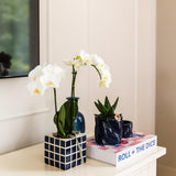 Livraison plante Orchidée blanche Amabilis avec pot décoratif Mosa bleu