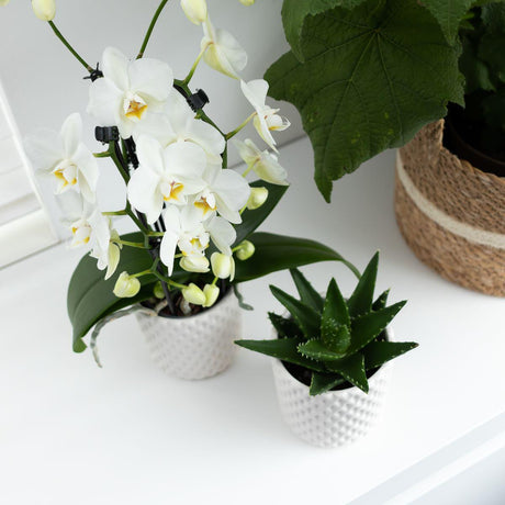 Livraison plante Orchidée blanche - Ø12cm - plante d'intérieur