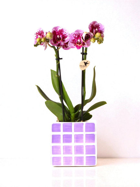 Livraison plante Orchidée El Salvador rose et son pot