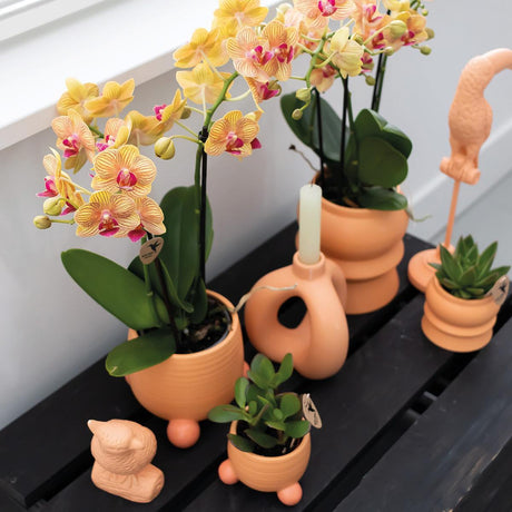 Livraison plante Orchidée Jamaïque orange avec pot décoratif pêche