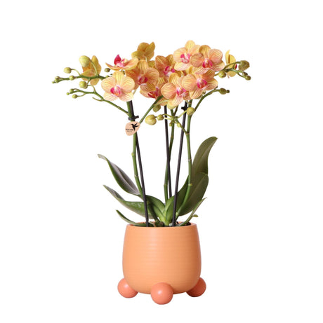 Livraison plante Orchidée Jamaïque orange avec pot décoratif pêche