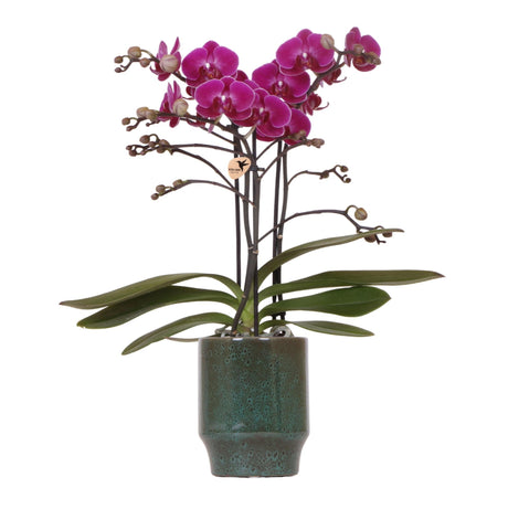 Livraison plante Orchidée Morelia | Pot vert Classy