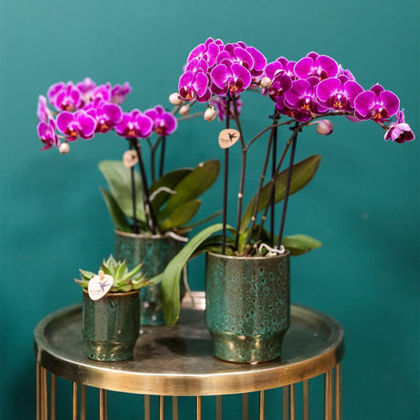 Livraison plante Orchidée Morelia | Pot vert Classy