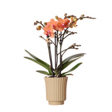 Livraison plante Orchidée orange et son pot