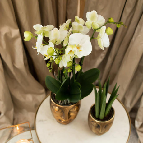 Livraison plante Orchidée Phalaenopsis blanche avec pot Face - 2 - Face or