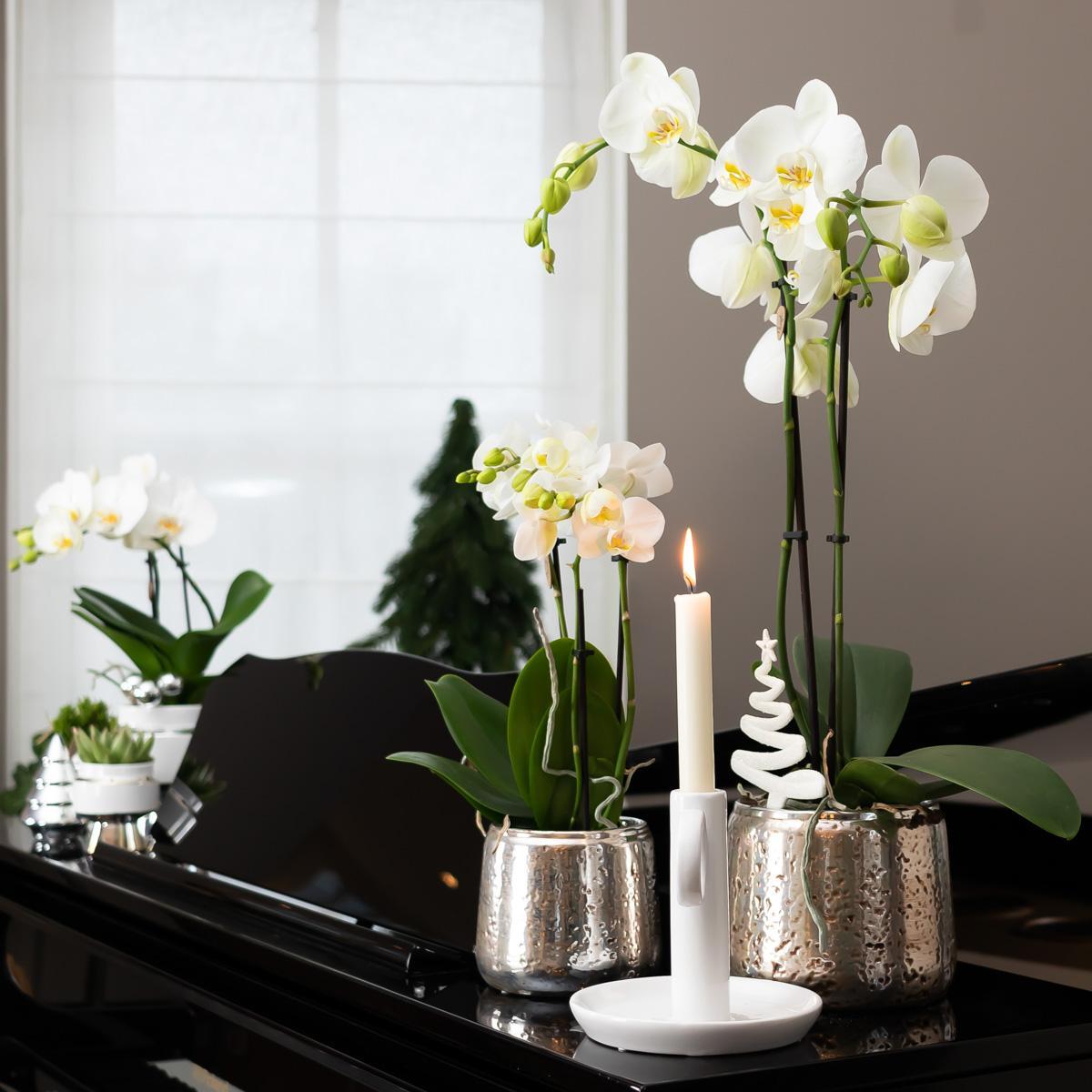 Livraison plante Orchidée Phalaenopsis blanche en pot argenté Amabilis