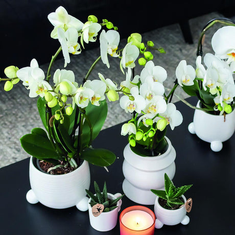 Livraison plante Orchidée Phalaenopsis blanche - Lot de 2