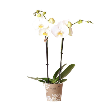Livraison plante Orchidée Phalaenopsis blanche - Ø12cm - plante d'intérieur fleurie