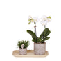 Livraison plante Orchidée Phalaenopsis en pots Jaguar et plateau bambou