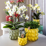 Livraison plante Orchidée Phalaenopsis jaune en pot décoratif Citrus vert