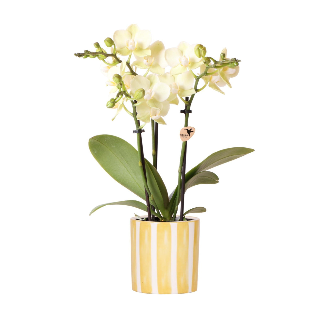 Livraison plante Orchidée Phalaenopsis Jaune et son pot