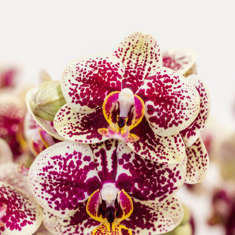 Livraison plante Orchidée Phalaenopsis Jaune Rouge en Pot Blanc Rolling