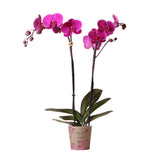 Livraison plante Orchidée Phalaenopsis Joyride - Violet Éclatant