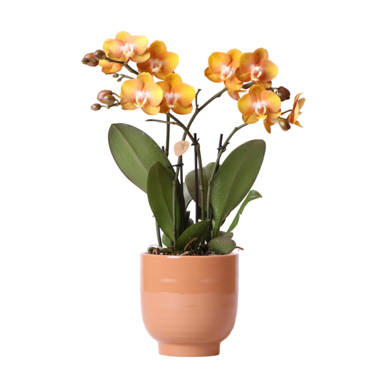 Livraison plante Orchidée Phalaenopsis orange avec pot cognac émaillé