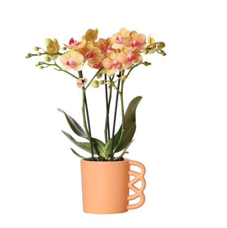 Livraison plante Orchidée Phalaenopsis orange et son cache pot pêche – h35cm, Ø9cm - plante d'intérieur fleurie