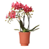 Livraison plante Orchidée Phalaenopsis Orange | Pot décoratif rétro en terre cuite.