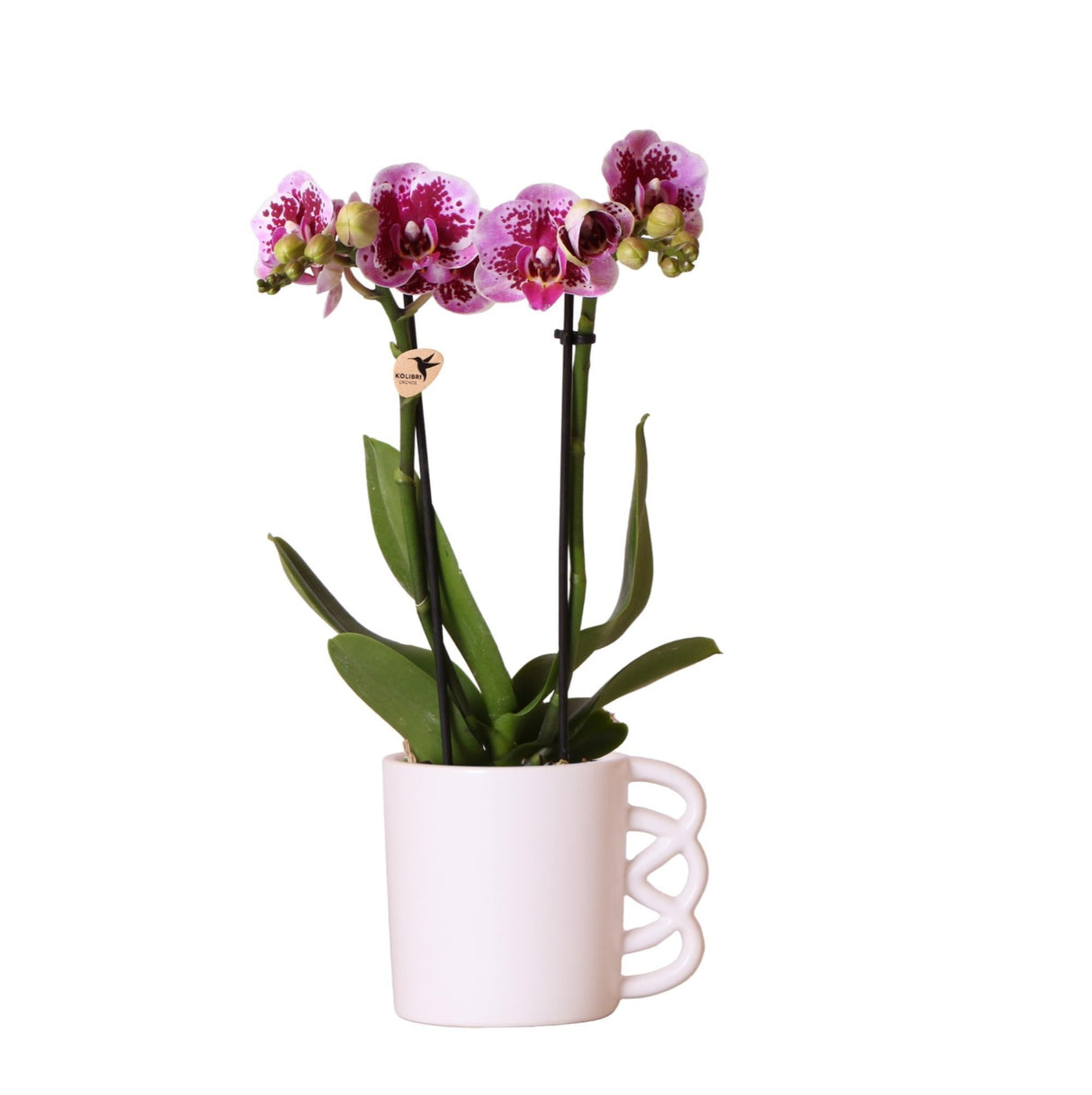 Livraison plante Orchidée Phalaenopsis rose avec Happy Mug en pot blanc