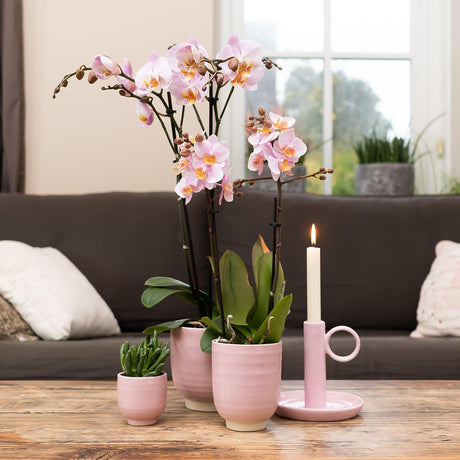 Livraison plante Orchidée Phalaenopsis rose d'intérieur sans pot