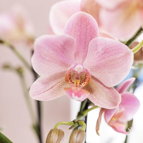 Livraison plante Orchidée Phalaenopsis rose en pot Face to Face blanc