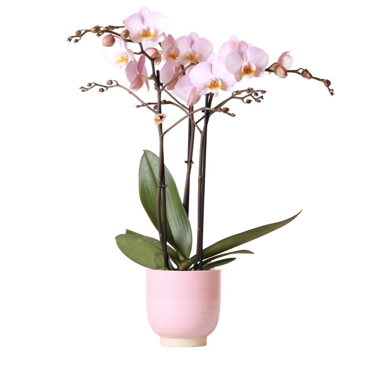 Livraison plante Orchidée Phalaenopsis rose en pot rose Glazed