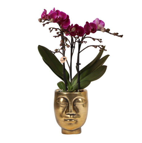 Livraison plante Orchidée pourpre et son cache - pot couleur or - plante d'intérieur fleurie