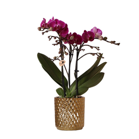 Livraison plante Orchidée pourpre - h35cm, Ø9cm - plante d'intérieur