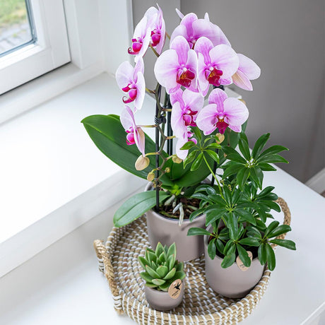 Livraison plante Orchidée rose Niagara Fall - Phalaenopsis en pot - Plante d'intérieur