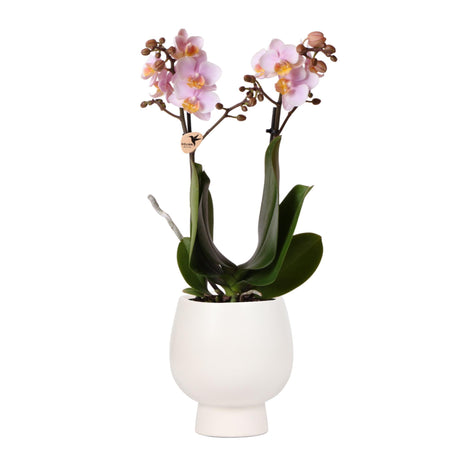 Livraison plante Orchidée Rose Phalaenopsis avec Pot Blanc Scandic