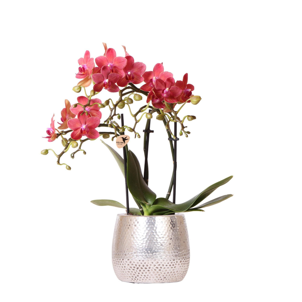 Livraison plante Orchidée Rouge Congo avec Pot Diamond Pearl