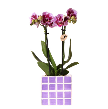 Livraison plante Orchidée violette El Salvador avec pot décoratif Mosa lila