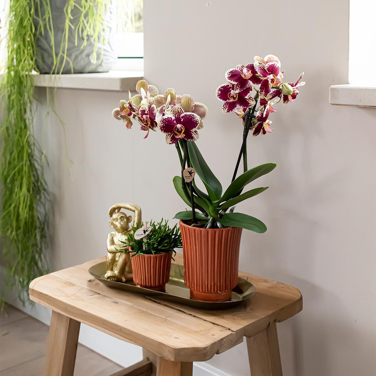 Livraison plante Orchidées Phalaenopsis & Rhipsalis sur Plateau Doré