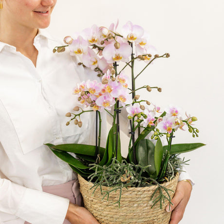 Livraison plante Orchidées roses en panier avec réservoir et plantes Rhipsalis