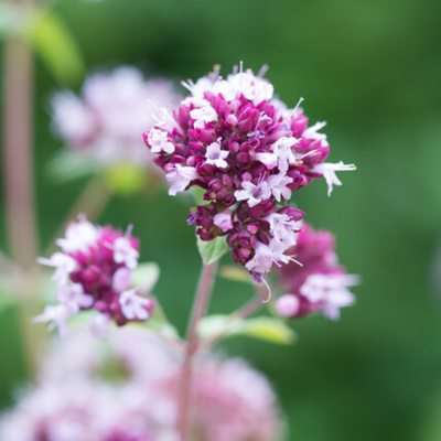 Oregano Violet (Origanum laevigatum) 'Herrenhausen'