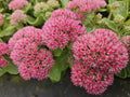 Fettknopp (Hylotelephium) 'Herbstfreude'