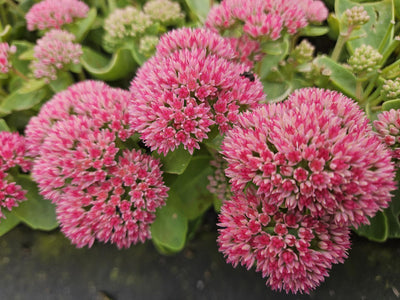 Fettknopp (Hylotelephium) 'Herbstfreude'