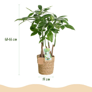 Livraison plante Pachira Aquatica Multitronc – Lot de 2 – Pot 17 cm