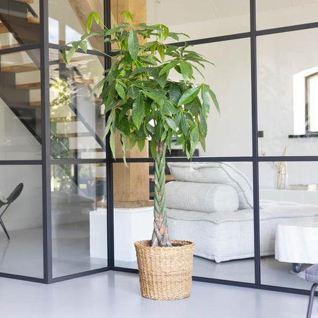 Livraison plante Pachira Aquatica XL et son pot