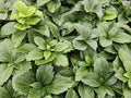 Japansk Pachysandra (Pachysandra terminalis) 'Terminalis'
