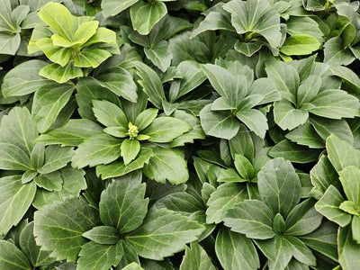 Japansk Pachysandra (Pachysandra terminalis) 'Terminalis'