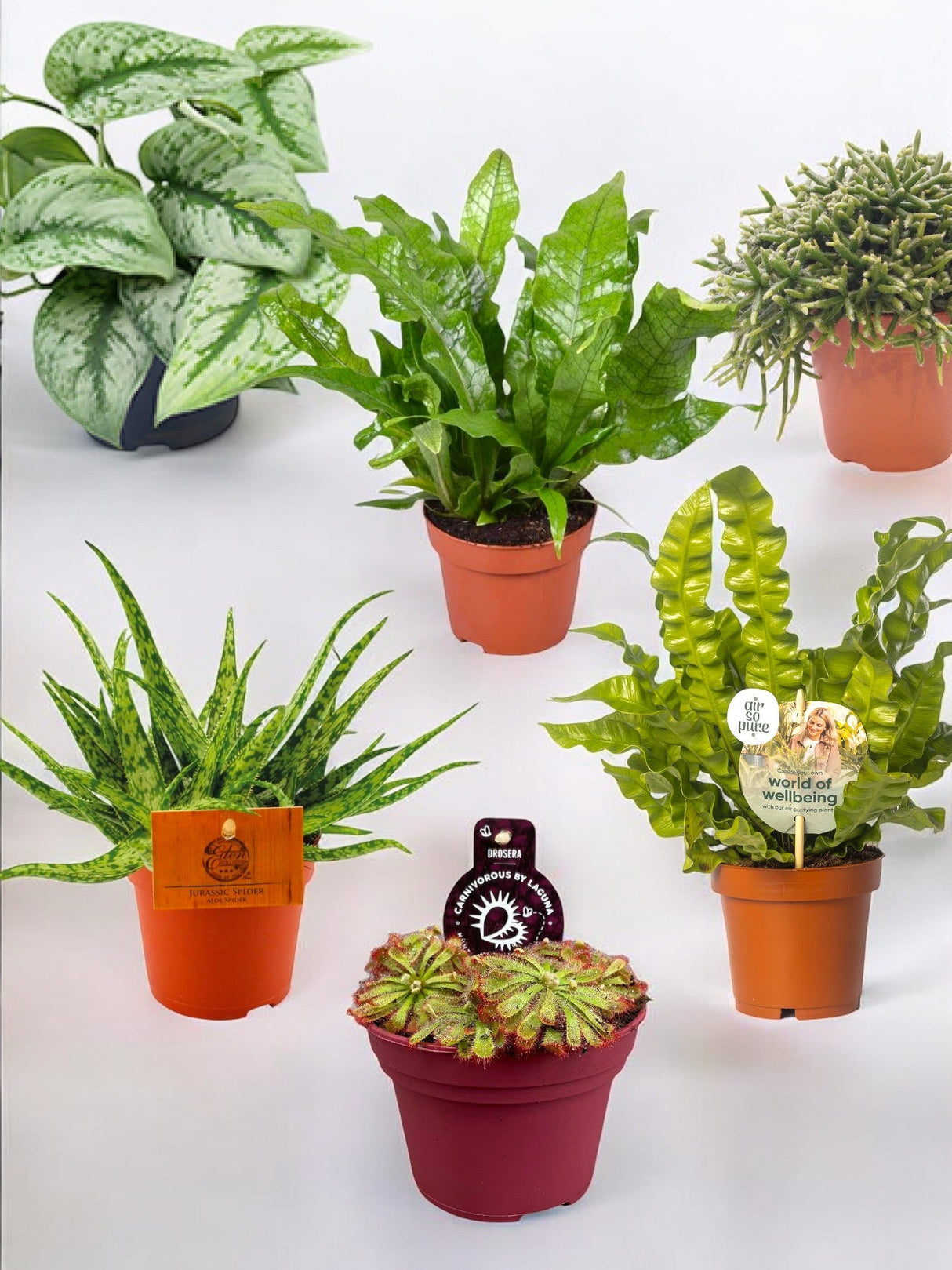 Livraison plante Pack de 6 plantes originales