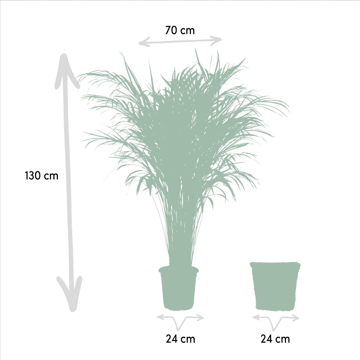 Livraison plante Palmier Areca et son panier naturel h130cm