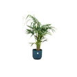 Livraison plante Palmier Kentia 130cm et son pot