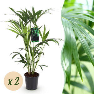 Livraison plante Palmier Kentia – Lot de 2 – Pot 19 cm – Hauteur 80 cm