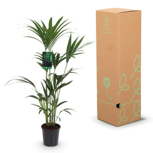 Livraison plante Palmier Kentia – Lot de 2 – Pot 21 cm – Hauteur 120 - 130 cm